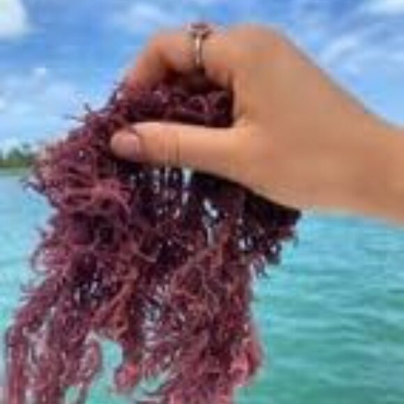 Spascriptions Sea Silk Eye Gel 0.5 oz (pack of 2) - Picture 7 of 11